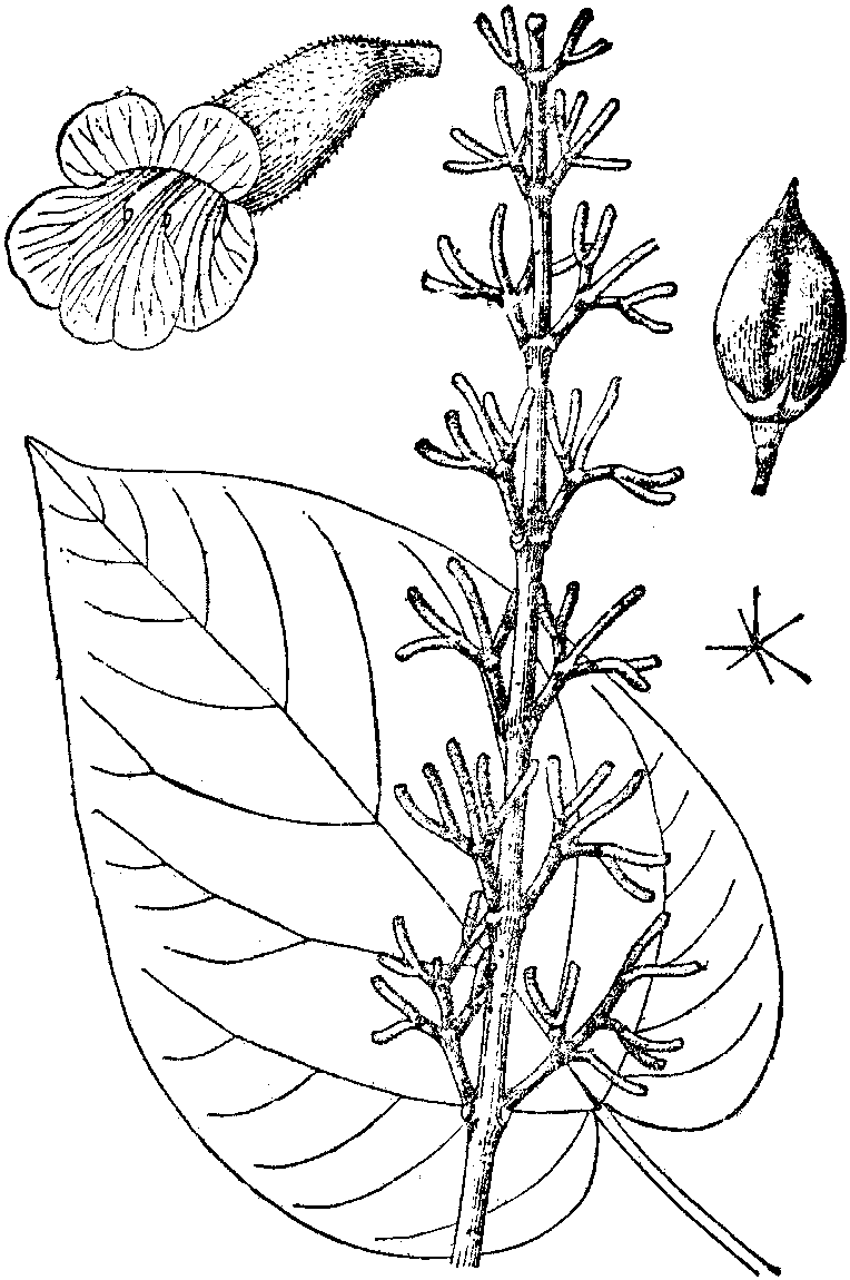 1.蘭考泡桐